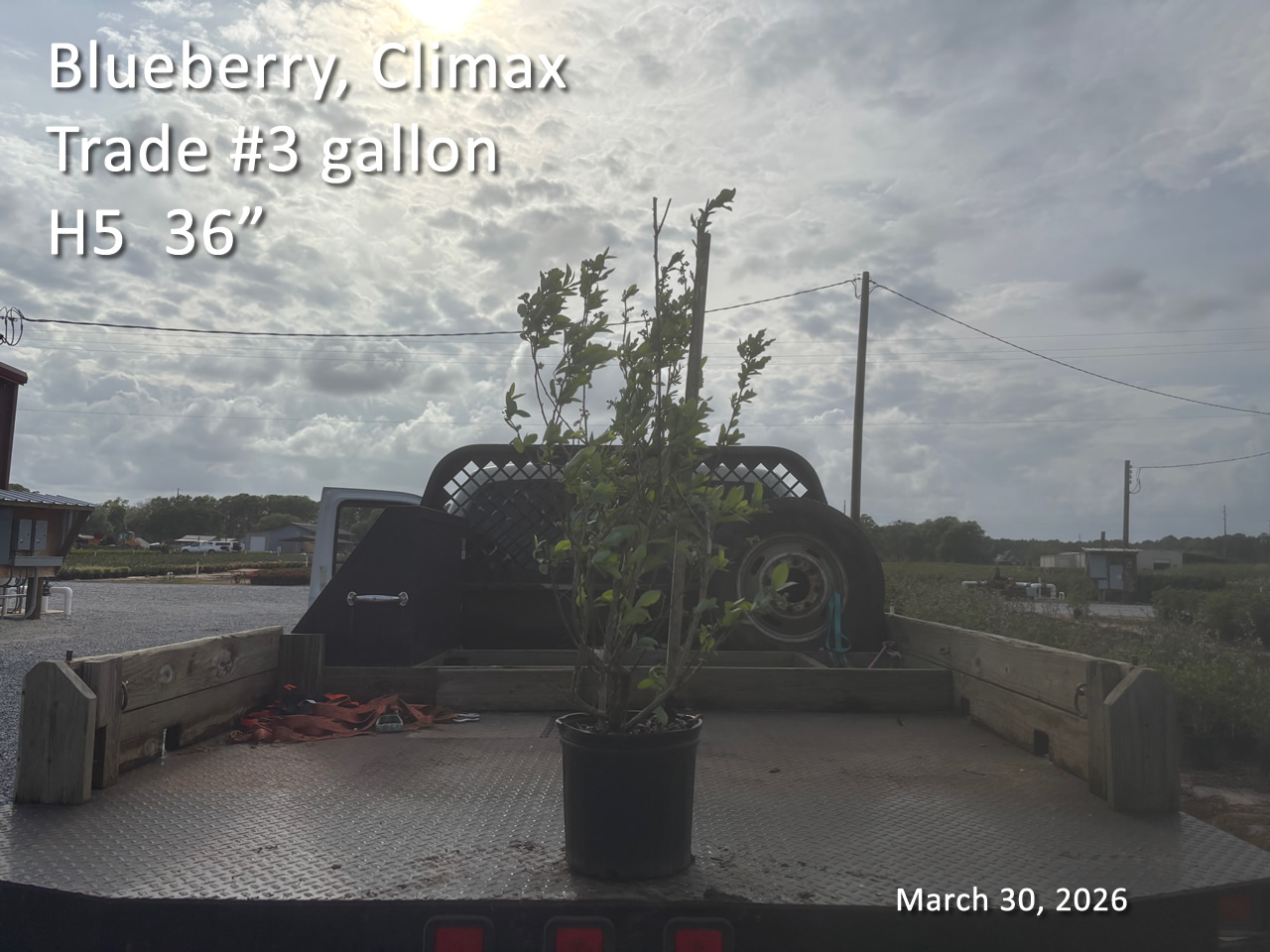 gallery/bcx3t h5 mar30.jpg